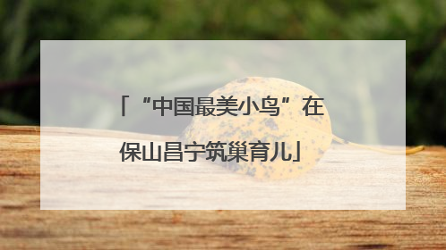 “中国最美小鸟”在保山昌宁筑巢育儿