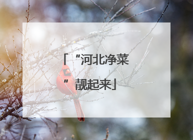 “河北净菜”靓起来