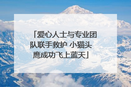 爱心人士与专业团队联手救护 小猫头鹰成功飞上蓝天