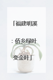 福建明溪：侨乡绿叶变金叶