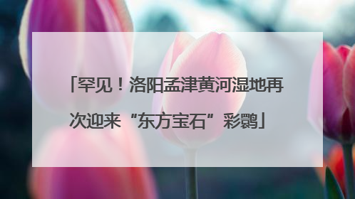 罕见！洛阳孟津黄河湿地再次迎来“东方宝石”彩鹮