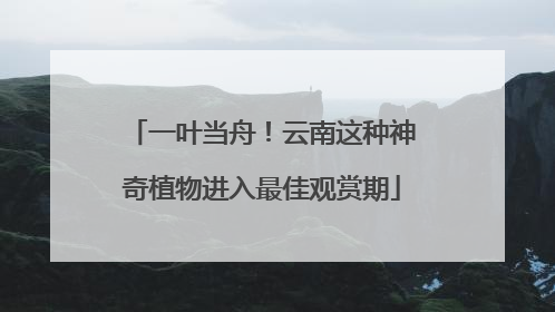一叶当舟！云南这种神奇植物进入最佳观赏期