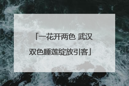 一花开两色 武汉双色睡莲绽放引客