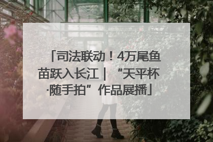 司法联动！4万尾鱼苗跃入长江｜“天平杯·随手拍”作品展播