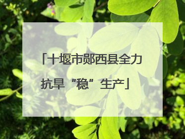 十堰市郧西县全力抗旱“稳”生产