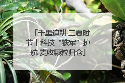 千里追耕·三夏时节丨科技“铁军”护航 麦收颗粒归仓