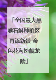 全国最大黑喉石斛种植区再添新景 金色花海扮靓龙陵
