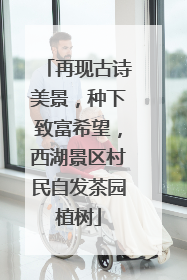 再现古诗美景，种下致富希望，西湖景区村民自发茶园植树
