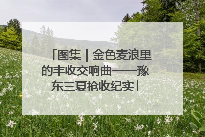 图集｜金色麦浪里的丰收交响曲——豫东三夏抢收纪实
