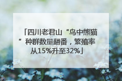 四川老君山“鸟中熊猫”种群数量翻番，繁殖率从15%升至32%