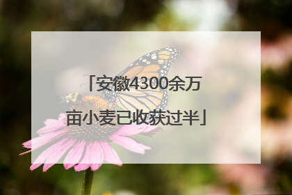 安徽4300余万亩小麦已收获过半