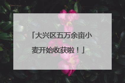 大兴区五万余亩小麦开始收获啦！