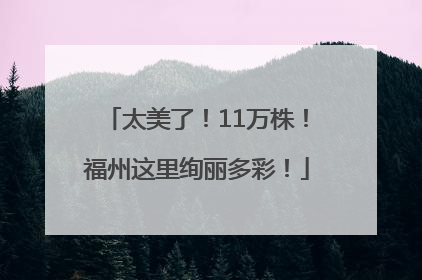 太美了！11万株！福州这里绚丽多彩！