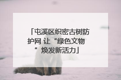 屯溪区织密古树防护网 让“绿色文物”焕发新活力