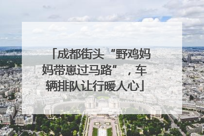 成都街头“野鸡妈妈带崽过马路”，车辆排队让行暖人心