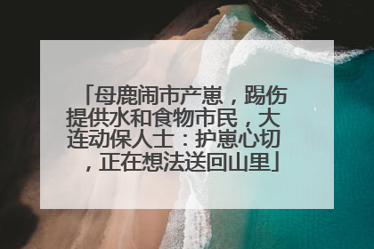 母鹿闹市产崽，踢伤提供水和食物市民，大连动保人士：护崽心切，正在想法送回山里