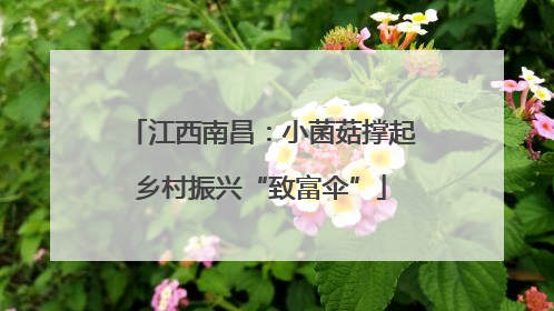 江西南昌：小菌菇撑起乡村振兴“致富伞”