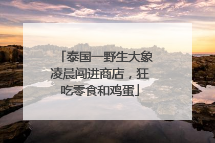泰国一野生大象凌晨闯进商店，狂吃零食和鸡蛋