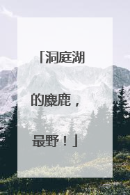 洞庭湖的麋鹿，最野！