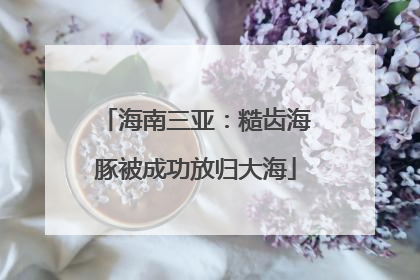 海南三亚：糙齿海豚被成功放归大海