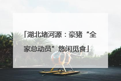 湖北堵河源：豪猪“全家总动员”悠闲觅食