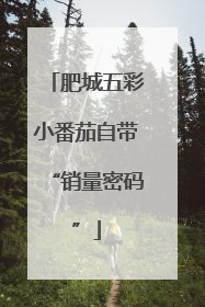 肥城五彩小番茄自带“销量密码”