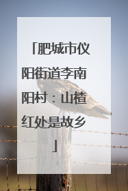 肥城市仪阳街道李南阳村：山楂红处是故乡