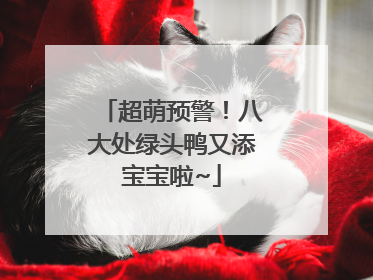 超萌预警！八大处绿头鸭又添宝宝啦~