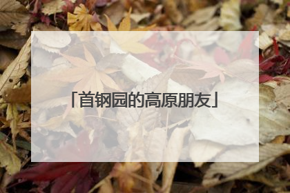 首钢园的高原朋友