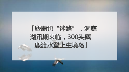 麋鹿也“迷路”，洞庭湖汛期来临，300头麋鹿渡水登上生境岛