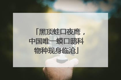 黑顶蛙口夜鹰，中国唯一蟆口鸱科物种现身临沧