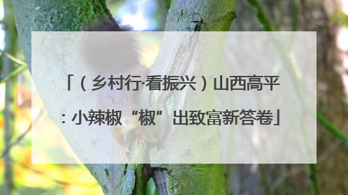 （乡村行·看振兴）山西高平：小辣椒“椒”出致富新答卷