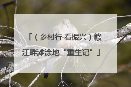（乡村行·看振兴）赣江畔滩涂地“重生记”
